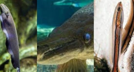 Sri Lanka Bans Four Dangerous Ornamental Fish